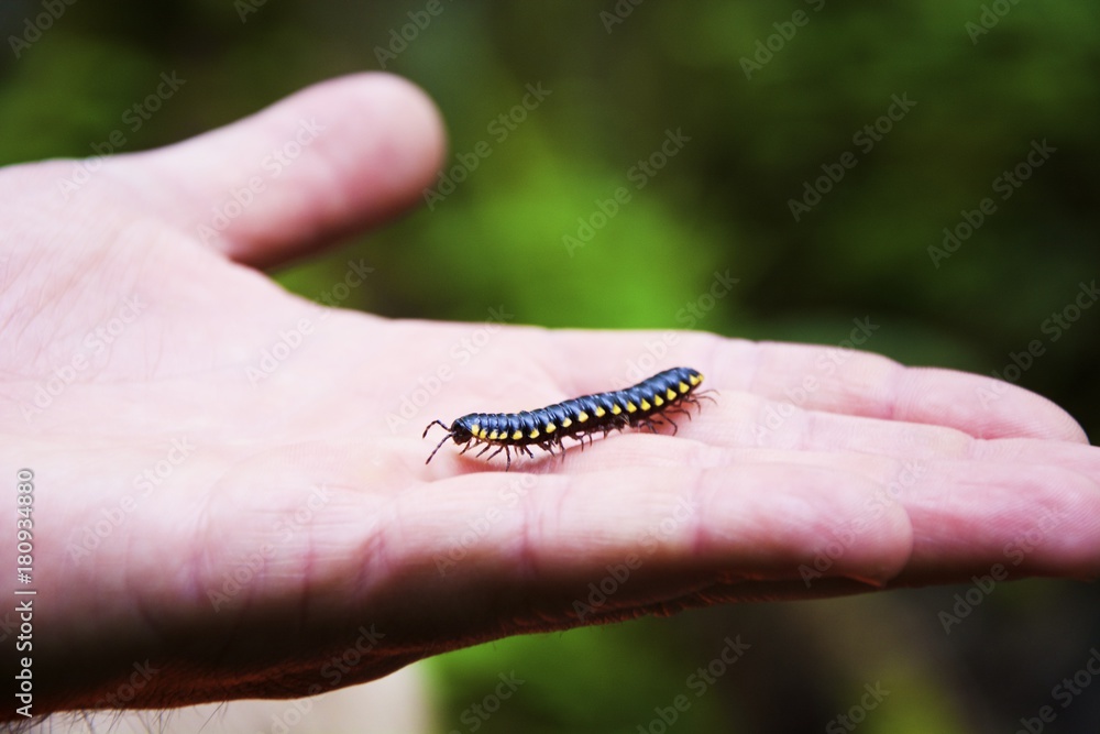 Boy holding an insect Boy holding an insect