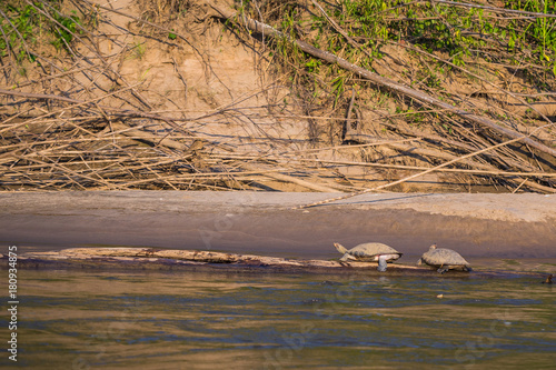 Manu National Park, Peru - August 06, 2017: Turtles bathing in the sun in the shores of the Amazon rainforest in Manu National Park, Peru photo