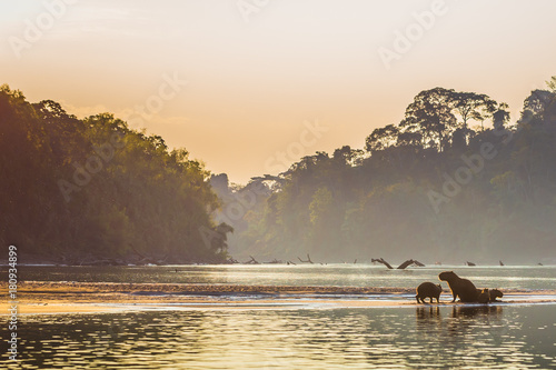 Manu National Park, Peru - August 06, 2017: Family of Capybara at the shores of the Amazon rainforest in Manu National Park, Peru