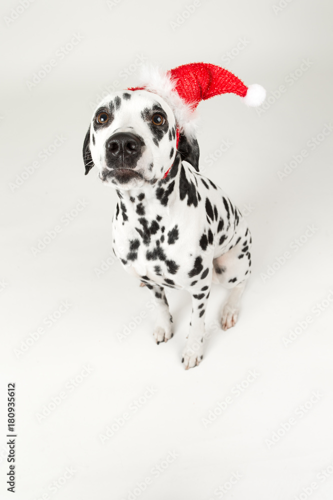 Dalmatiner weihnachtlich im Studio fotografiert Dalmatiner weihnachtlich im Studio fotografiert