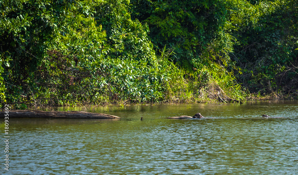 Manu National Park, Peru - August 07, 2017: Giant Otters in Cocha Salvador in the Amazon rainforest of Manu National Park, Peru Manu National Park, Peru - August 07, 2017: Giant Otters in Cocha Salvador in the Amazon rainforest of Manu National Park, Peru
