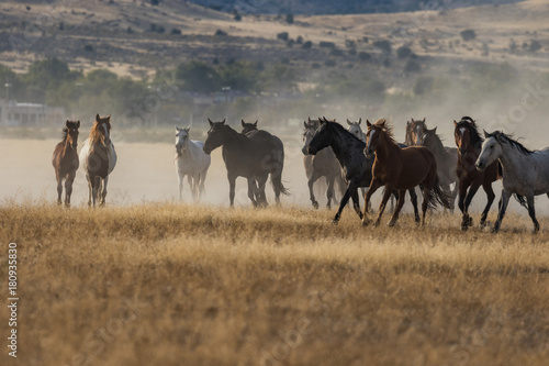 Herd of Wild Horses Running