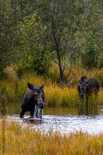 Two moose feeding in the pond in Grand Teton National Park in autumn.
