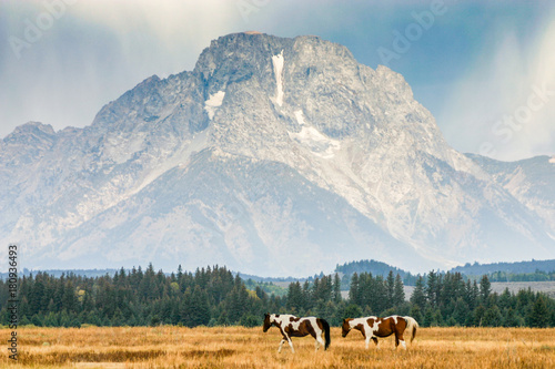 American paint horses in the foreground of Mount Moran in the Teton mountain range in Jackson Hole, Wyoming in fall.