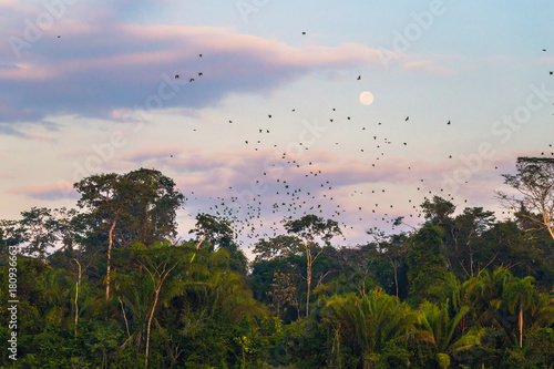 Manu National Park, Peru - August 09, 2017: Large group of green parrots in the Amazon rainforest of Manu National Park, Peru photo