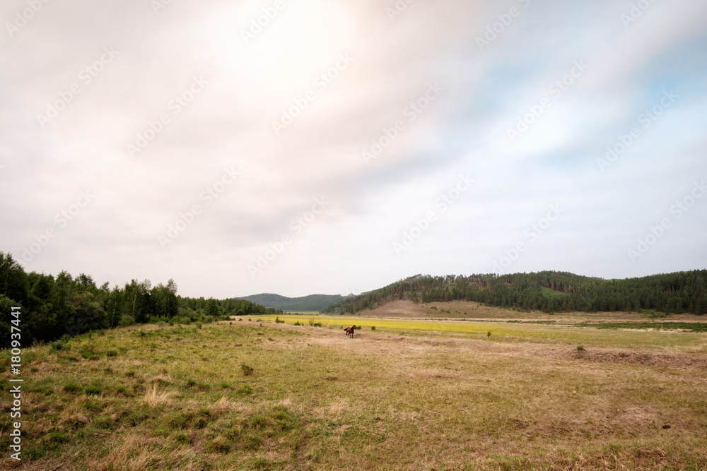 Summer landscape