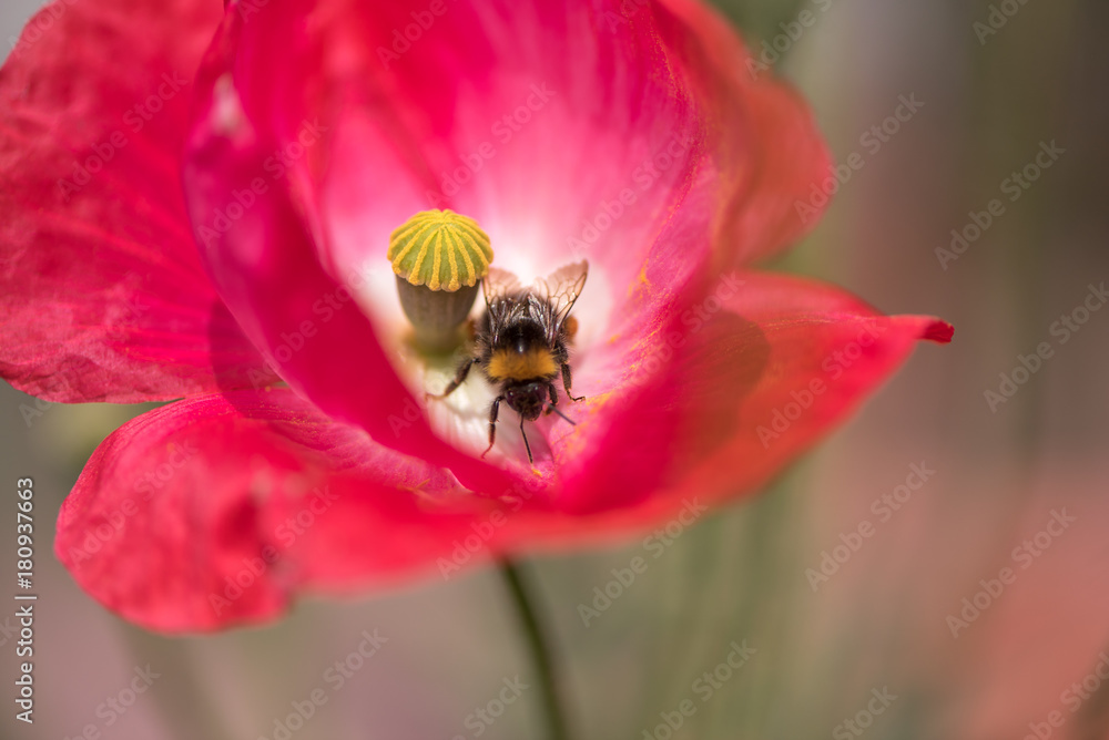 pink red blooming poppy with bees pink red blooming poppy with bees
