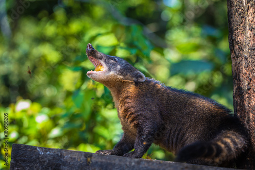 Manu National Park, Peru - August 11, 2017: Wild mammal in the Amazon rainforest of Manu National Park, Peru photo