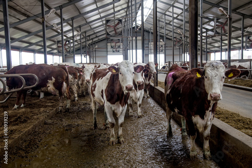 Dairy cows of Monbeliard breeding in free livestock stall 