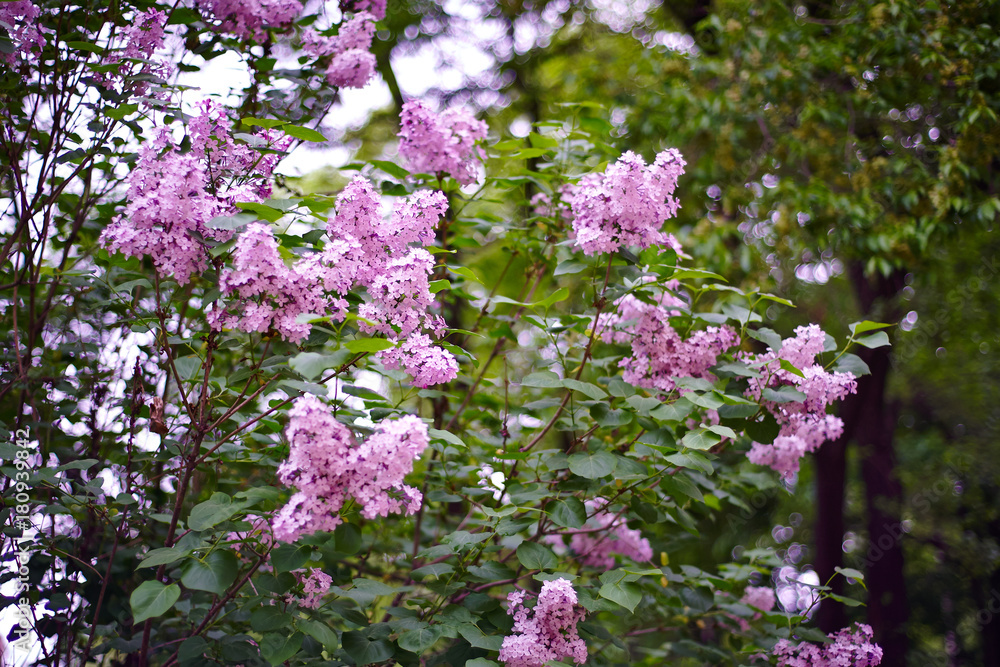 Large bush of blossoming lilacs