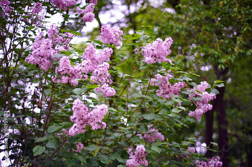 Large bush of blossoming lilacs