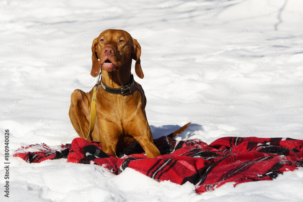 Ginger online pointer dog