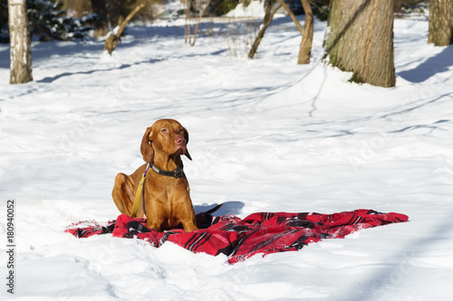 Handsome Ginger Hungarian Short Wire haired Pointing pointer Dog Vizsla sitting on snow and red black tartan plaid coat. Winter in park. Copy space image.