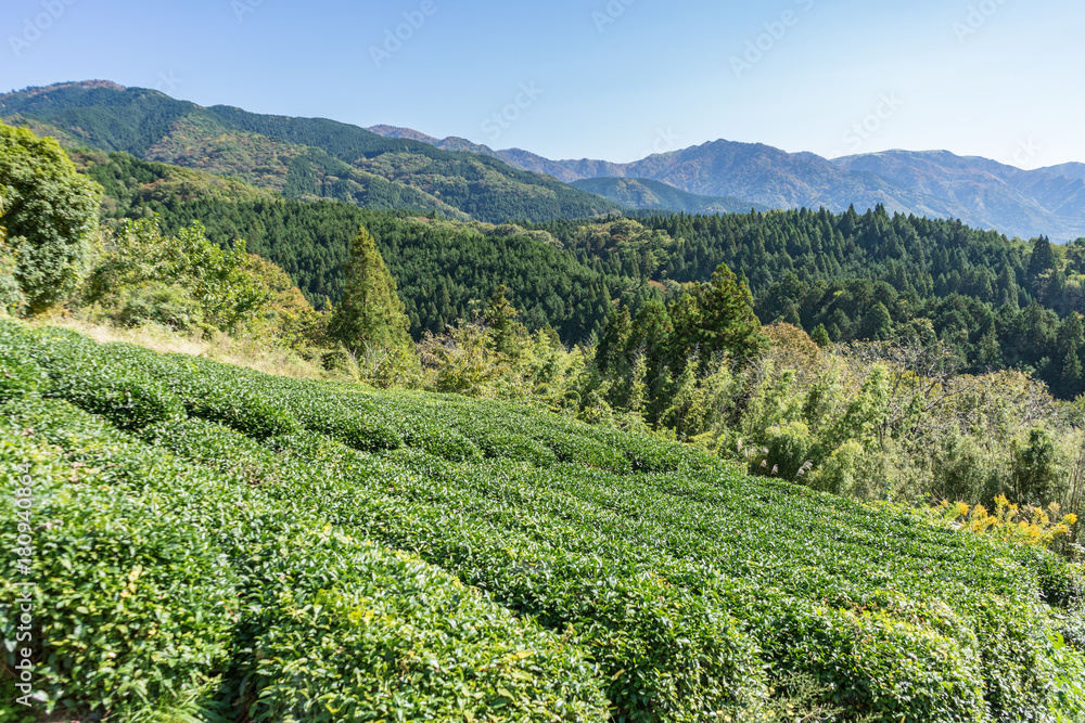 beautiful panoramic view of green japan pine tree line with mountains in the background in starting of Autumn in Nagano, central Japan