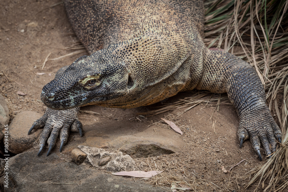 Extreme closeup of Komodo Dragon lizard