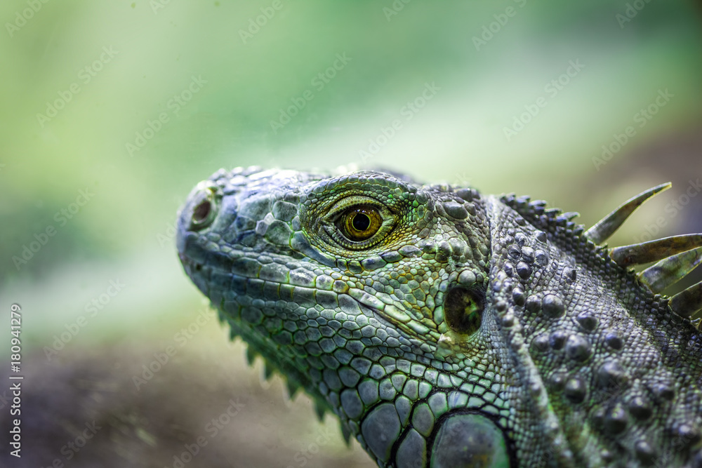 Fototapeta premium Iguana lizard portrait - extreme closeup on blurred background