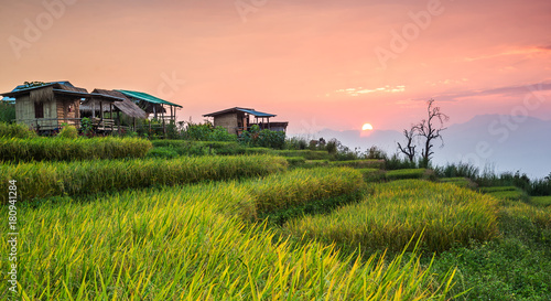 Rice field and sunset sky in Chiang Mai, Thailand.