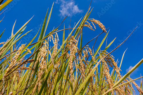 Rice field in Thailand..