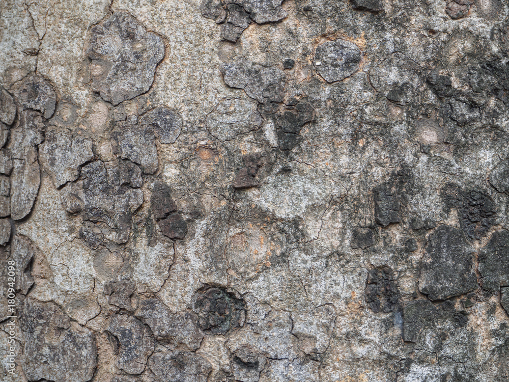dry tree bark texture background dry tree bark texture background