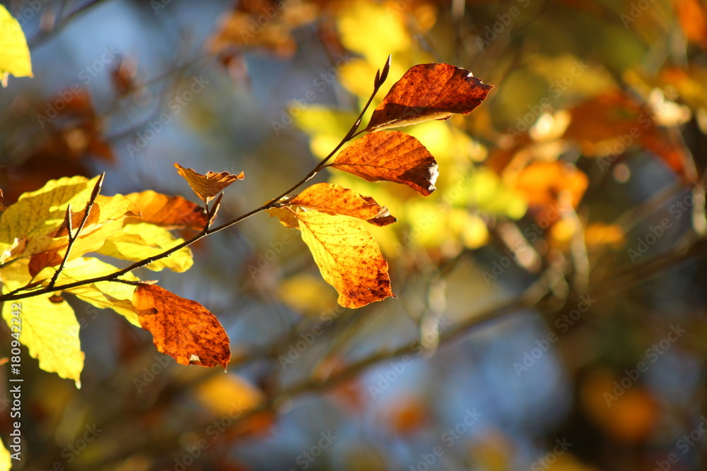Fototapeta premium leaves in autumn