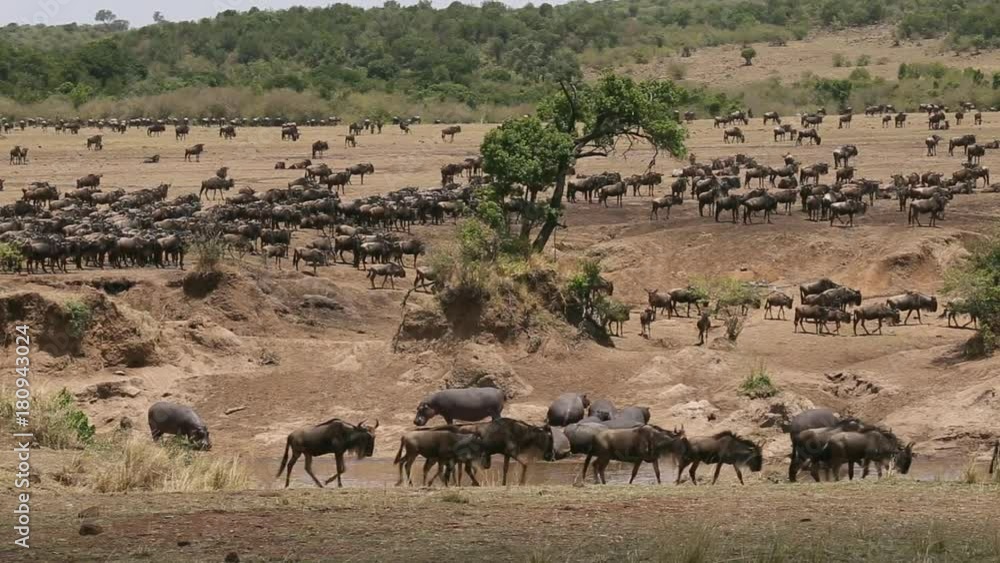 Wildebeest prepare to cross the Mara river. Wildebeest prepare to cross the Mara river.
