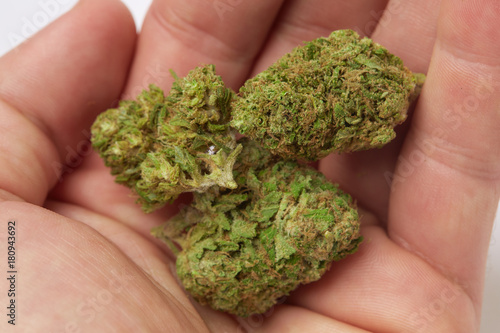 Close up of prescription medical marijuana flower Blood Orange strain isolated on white background