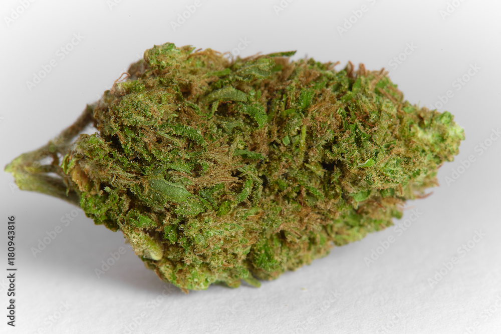 Close up of prescription medical marijuana flower Blood Orange strain isolated on white background Close up of prescription medical marijuana flower Blood Orange strain isolated on white background
