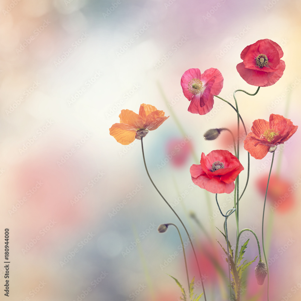 Red Poppy Flowers - obrazy, fototapety, plakaty 