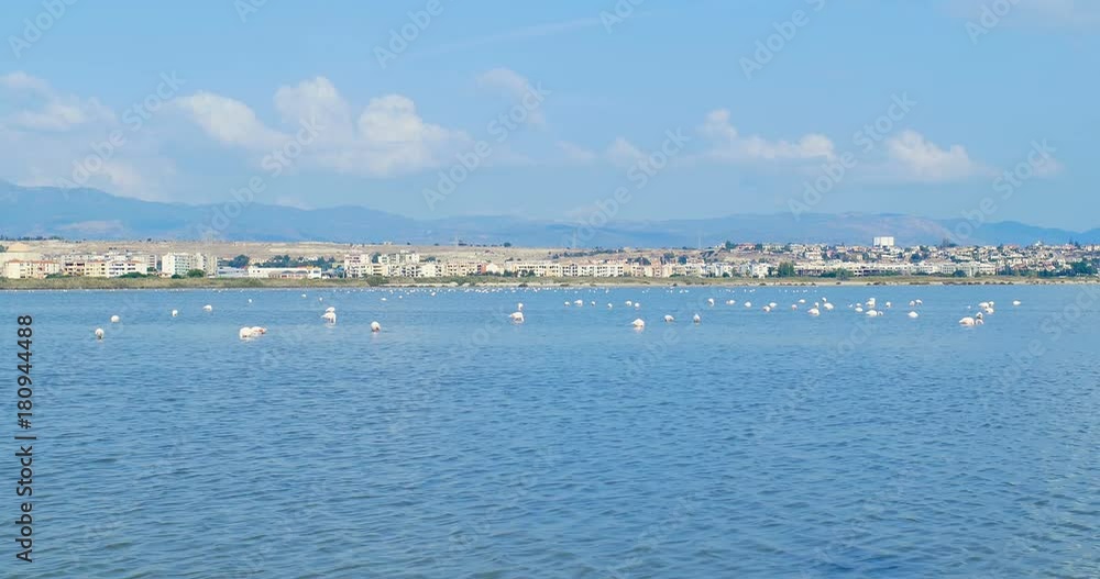 Pink flamingos eating, in front of the city of Cagliari, Sardinia, Italy. Pink flamingos eating, in front of the city of Cagliari, Sardinia, Italy.