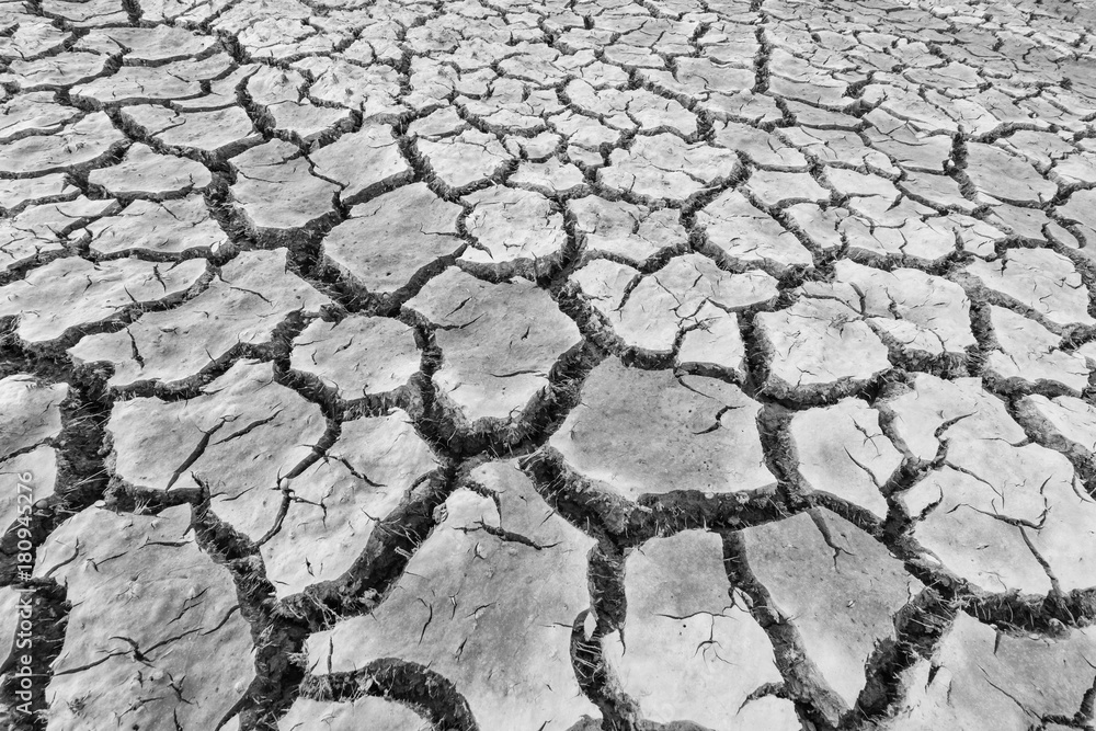 Dead Plants And Animals