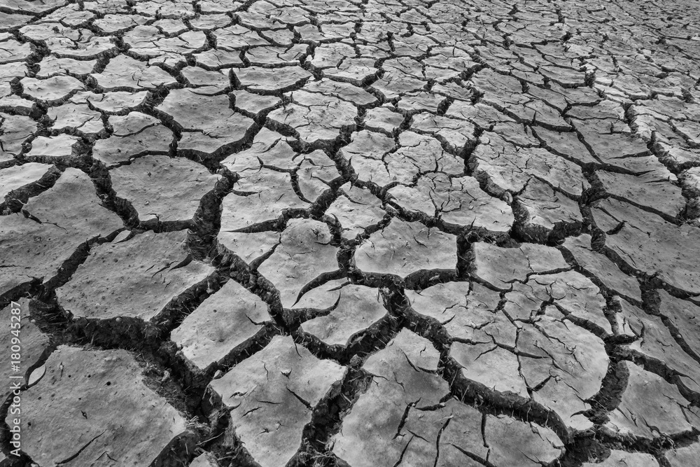 Black and white picture, dry soil cracked. Dead plants and animals
Black and white picture, dry soil cracked. Dead plants and animals
