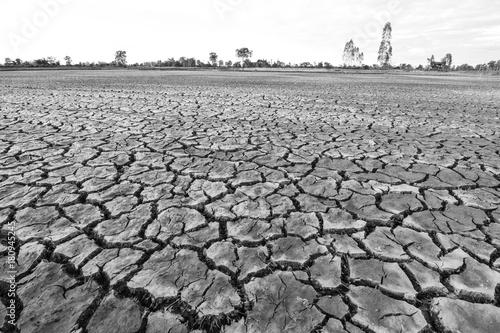 Black and white picture, dry soil cracked. Dead plants and animals 