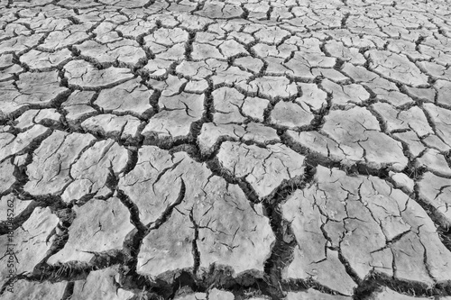 Black and white picture, dry soil cracked. Dead plants and animals 