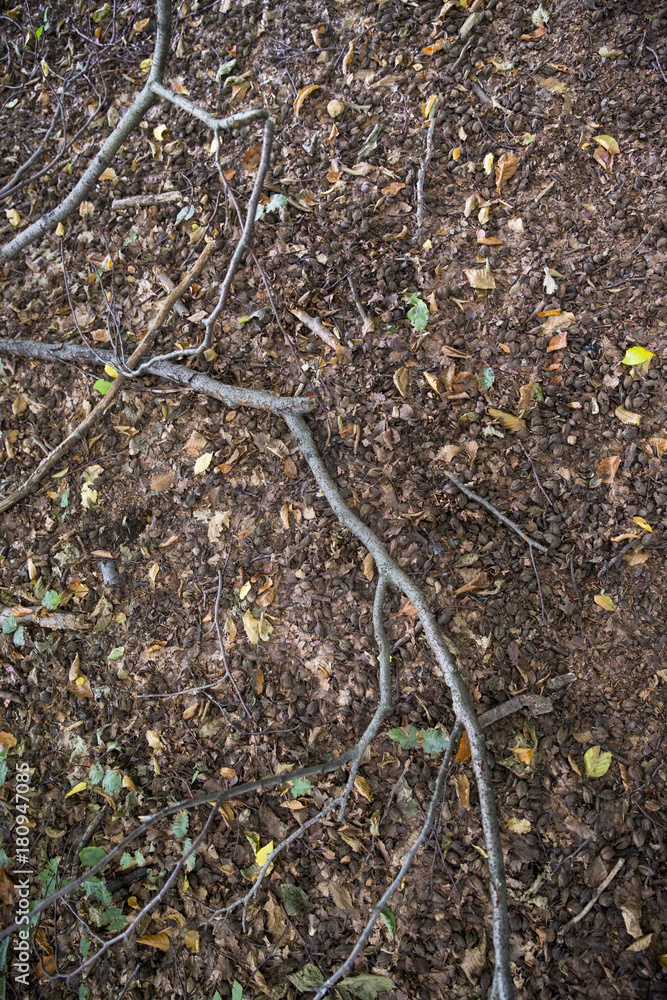 Erde, Laub und Äste auf einem Waldboden, Platz für Text/Typo Erde, Laub und Äste auf einem Waldboden, Platz für Text/Typo
