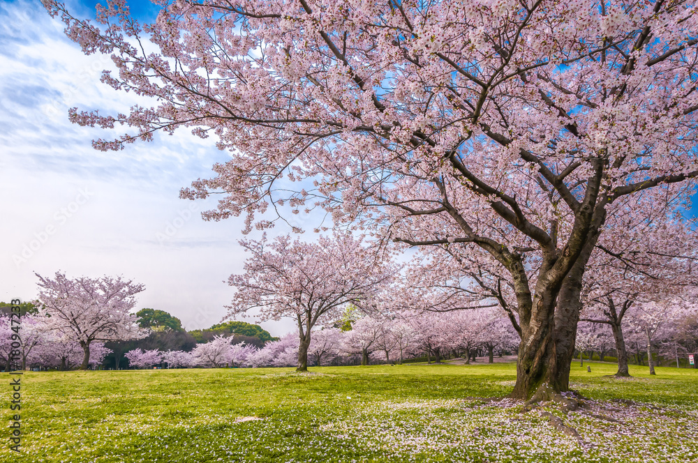 Obraz premium 桜 満開 青空 花見