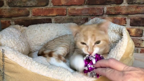 HD Video of orange kitten with Cerebellar Hypoplasia, a congenital neurological disorder, causes the head to bobble. tremors range in severity occurring when kitty is  trying to focus on movement