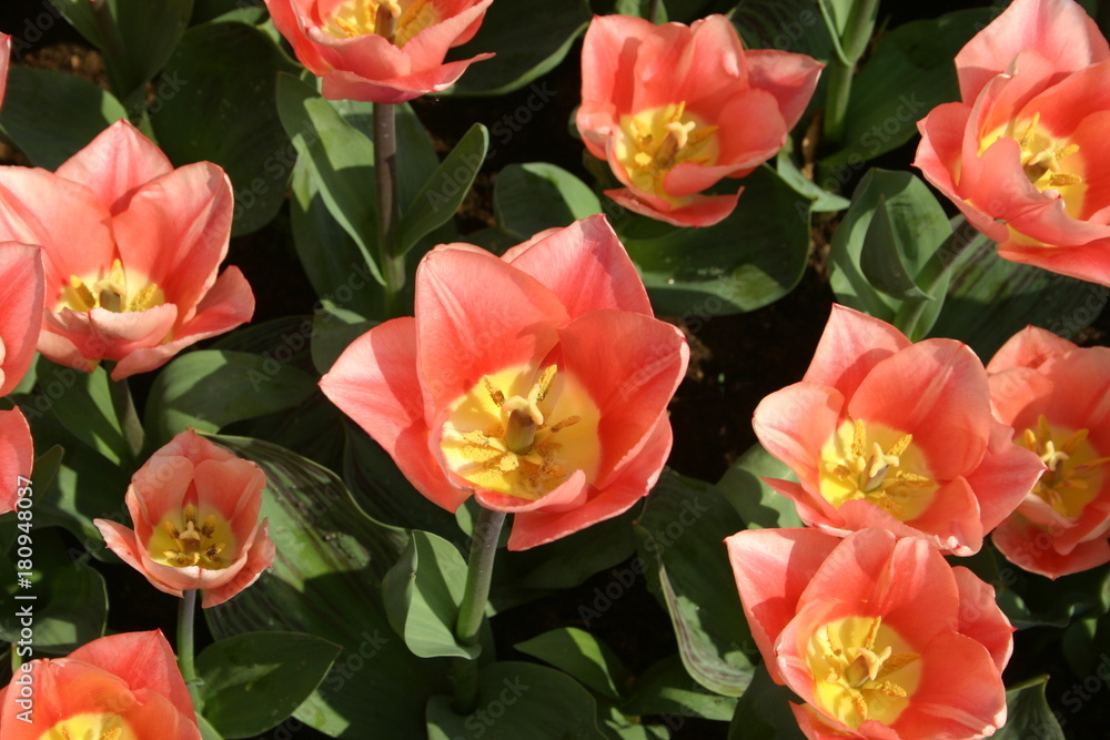 Flowers Flowers