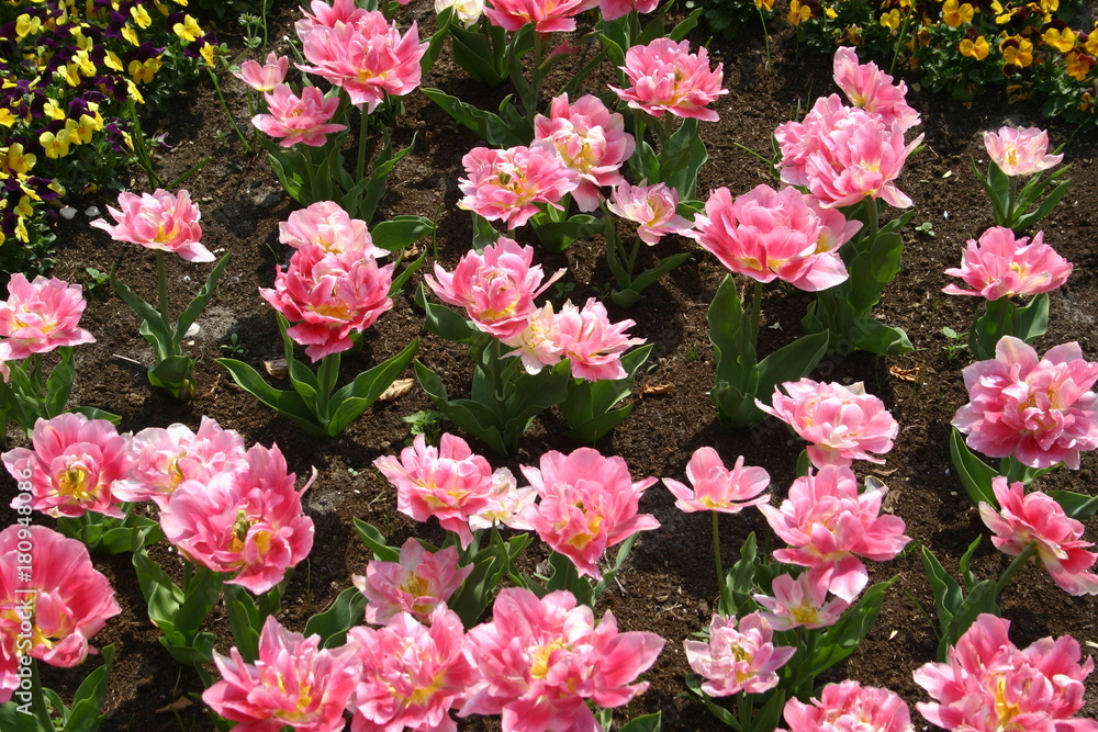 Flowers Flowers