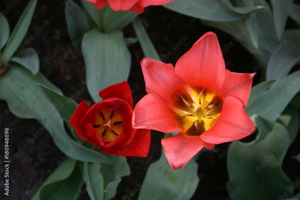 Fototapeta premium Flowers