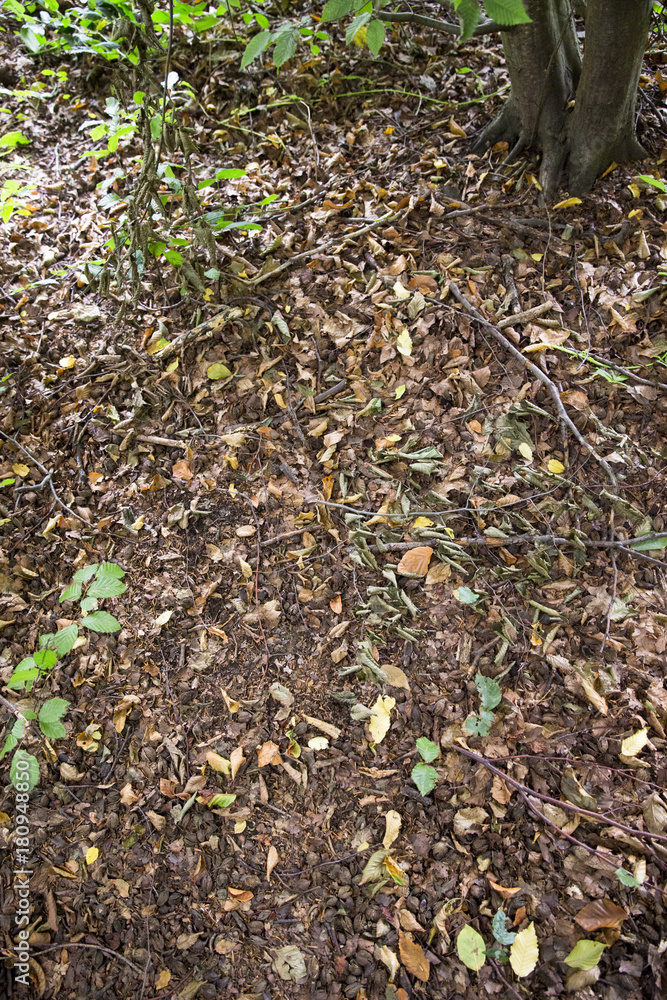 Erde, Laub und Äste auf einem Waldboden, Platz für Text/Typo Erde, Laub und Äste auf einem Waldboden, Platz für Text/Typo