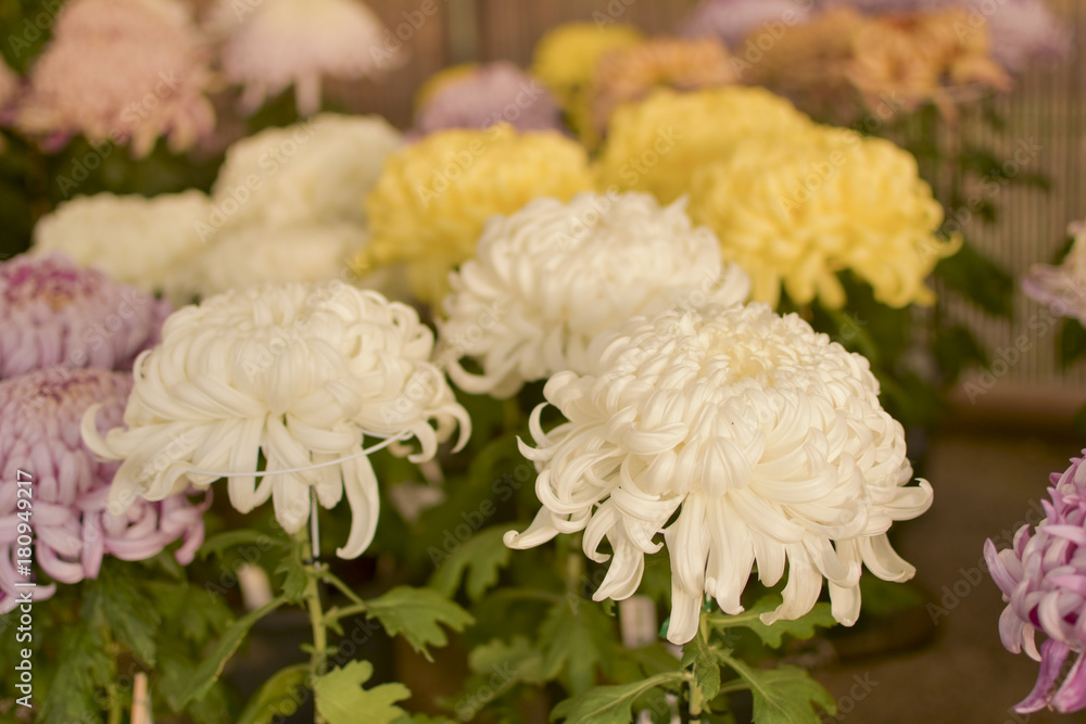 菊 菊