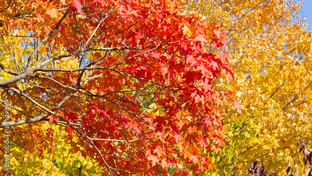 Kaleidoscope of autumn colors in Washington DC near Potomac River. Maple branches of different hues against each other. Kaleidoscope of autumn colors in Washington DC near Potomac River. Maple branches of different hues against each other.