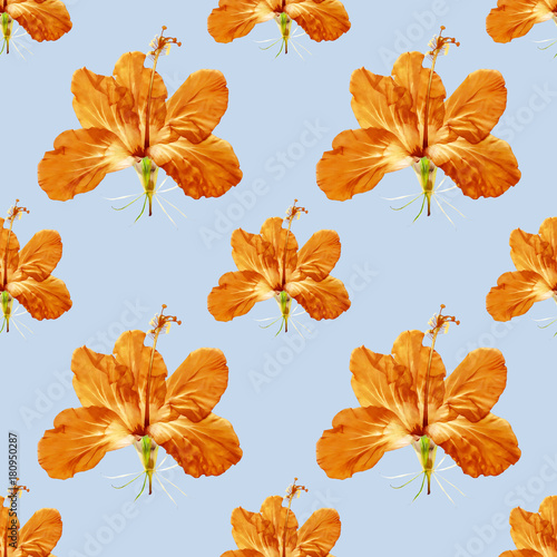 Fototapeta Naklejka Na Ścianę i Meble -  Hibiscus. Seamless pattern texture of flowers. Floral background, photo collage