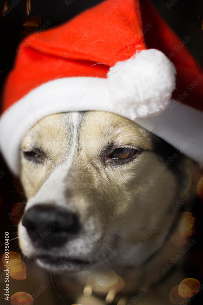 The dog falls asleep waiting for Christmas and New Year. A pet in the Santa Claus suit The dog falls asleep waiting for Christmas and New Year. A pet in the Santa Claus suit