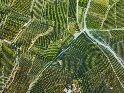 Canvas Print beautiful aerial landscape of wine yards, top view of grape plantation