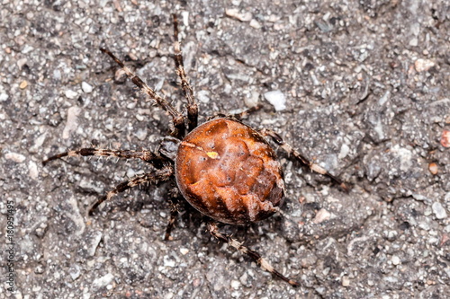 Spinne mit großen Hinterleib