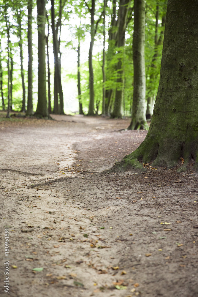 Fototapeta premium Spaziergang in einem lichtdurchflutetem Wald