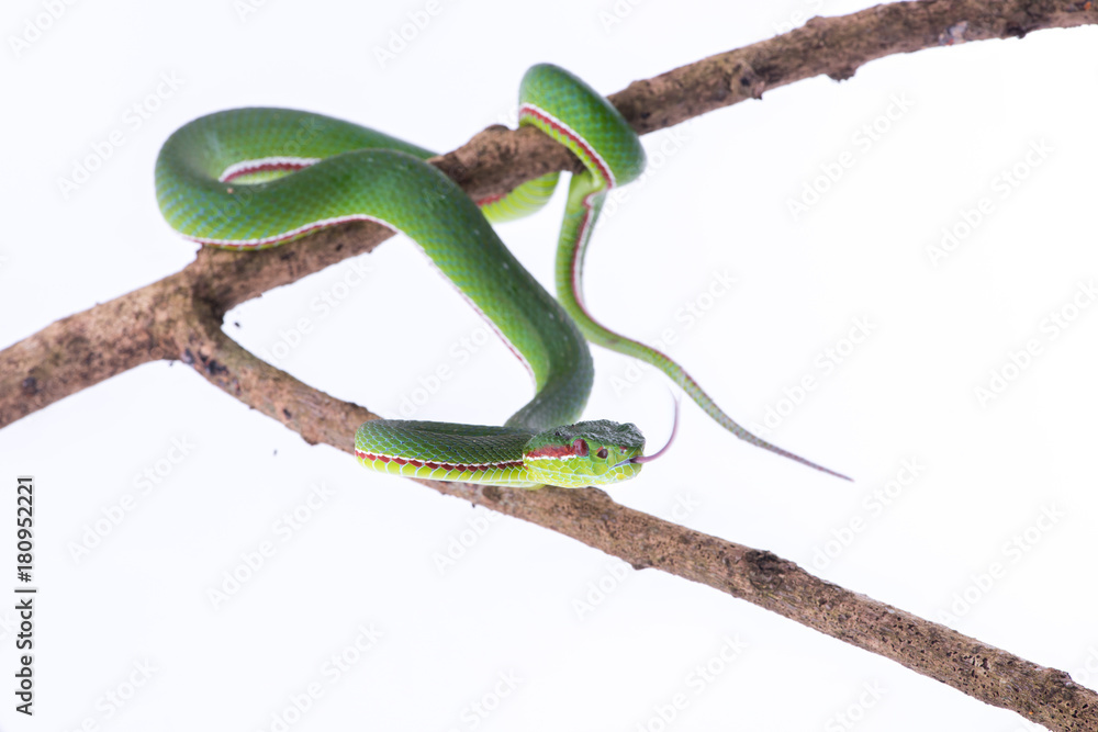 Obraz premium Green pit viper bites on white background ,Snake of Thailand