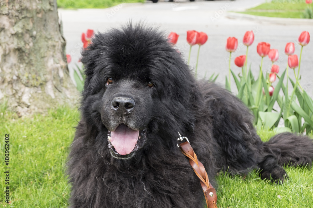 Fototapeta premium Newfie in the Tulip[s