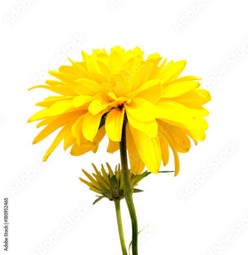 Chrysanthemum flower on a long stem on a white background is insulated